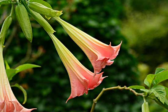 Flower Power: Poison in the Backyard